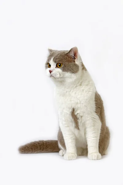 Lilás Branco Britânico Shorthair Doméstico Gato Masculino Sentado Contra Fundo — Fotografia de Stock