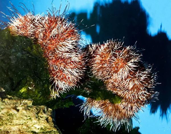 Sombrero Sacerdote Urchin Espina Corta Urchin Tripneustes Gratilla Sudáfrica —  Fotos de Stock