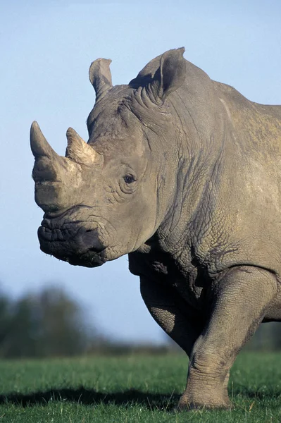 Rinoceronte Branco Ceratotherium Simum Adulto Com Chifre Grande — Fotografia de Stock