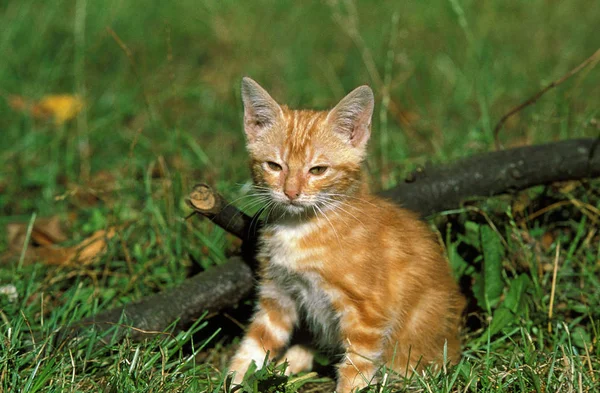 Red Tabby Huiskat Kitten Zitten Gras — Stockfoto