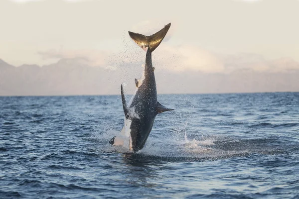 Great White Shark Carcharodon Carcharias Adult Breaching False Bay Jižní — Stock fotografie