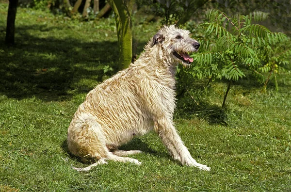 Irish Wolfhound Adult Sitting Grass — Stock fotografie