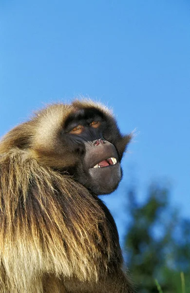 Tabouret Gelada Theropithecus Gelada Portrait Homme — Photo