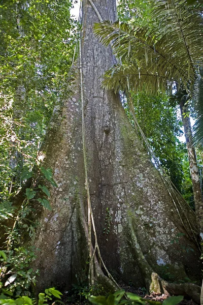 Rainforest Στο Ανθρωπινο Εθνικο Παρκο — Φωτογραφία Αρχείου