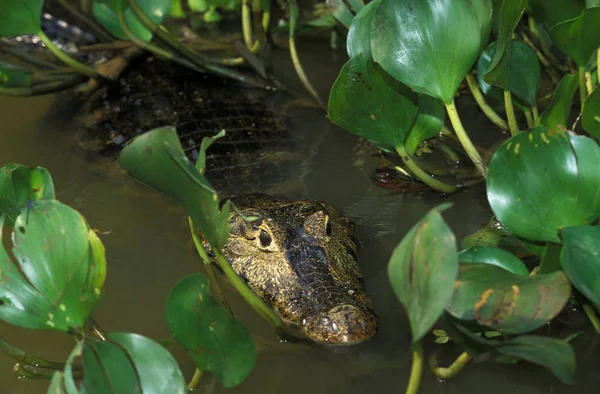Broadnoed Caiman Caiman Latirostris Adult Standing Swamp Pantanl Brazil — 图库照片