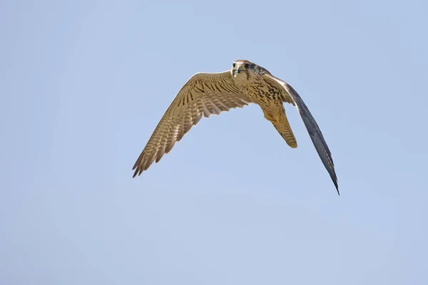 Saker Falcon Falco Cherrug Adult Flight Blue Sky — Stock Photo, Image