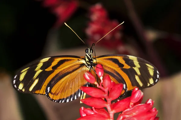 Eueides Papillon Eueides Isabella Nectar Cueillette Adulte Sur Fleur — Photo