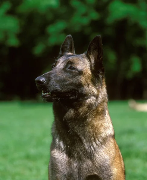 Malinois Cão Pastor Belga Retrato Adulto — Fotografia de Stock