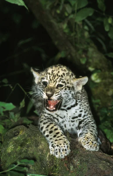 Jaguar Pantera Onca Szczeniak Warczący — Zdjęcie stockowe