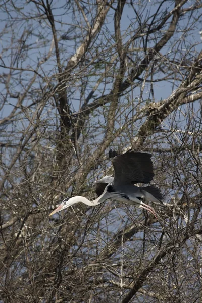 Grey Heron Ardea Cinerea Yetişkin Uçuşu Ağaç Tan Kalkış Güney — Stok fotoğraf