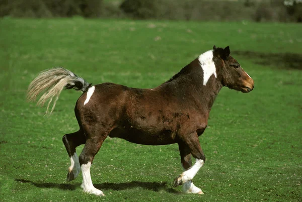 Pony Trotando Través Meadow — Foto de Stock