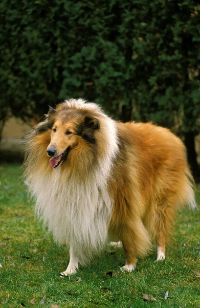 Collie Dog Adult Standing Iarbă — Fotografie, imagine de stoc