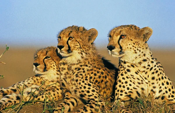 Çita Akinonyx Jubatus Savanna Kenya Boyunca Uzanan Yetişkinler — Stok fotoğraf