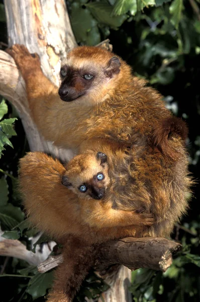 Black Lemur Macaco Eulemur Femmina Con Giovane Piedi Branch — Foto Stock
