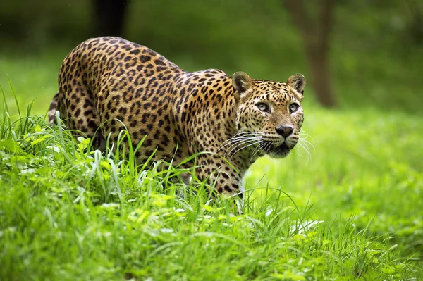 Leopardo Sri Lanka Panthera Pardus Kotiya Adulto Pie Sobre Hierba — Foto de Stock