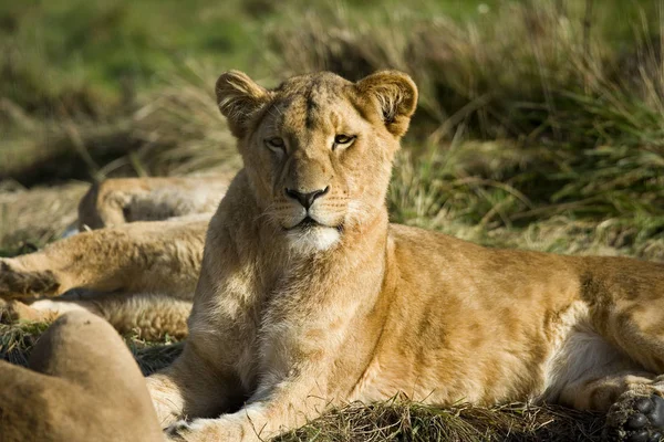 Leão Katanga Leão Africano Sudoeste Panthera Leo Bleyenberghi Postura Feminina — Fotografia de Stock