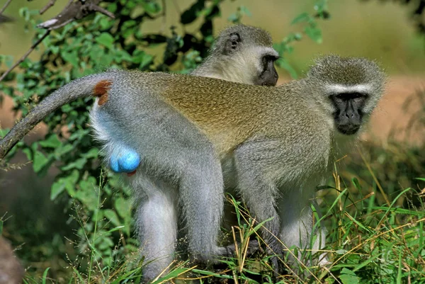 Vervet Monkey Cercopithecus Aethiops Paar Staande Branch Kruger Park Zuid — Stockfoto