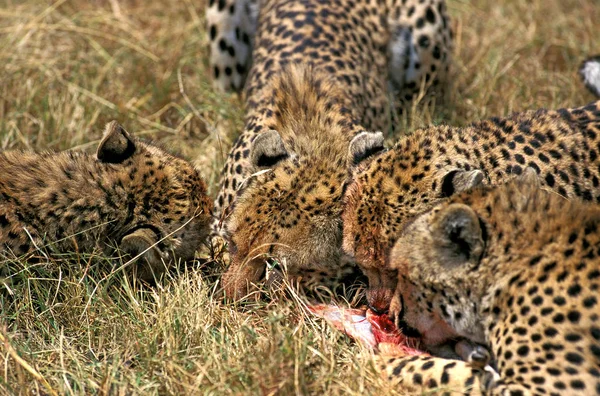 Cheetah Acinonyx Jubatus Femme Avec Des Jeunes Mangeant Une Gazelle — Photo