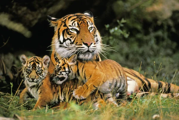 Tigre Sumatra Pantera Tigris Sumatrae Madre Con Cachorro — Foto de Stock