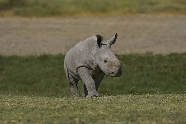 White Rhinoceros Ceratotherium Simum Calf Πάρκο Nakuru Στην Κένυα — Φωτογραφία Αρχείου