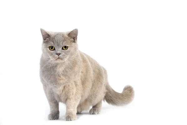 Krem Liliowy British Shorthair Kot Domowy Kobieta Białym Tle — Zdjęcie stockowe