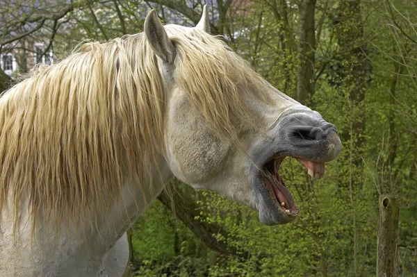 Percheron Horse Ένα Πρόχειρο Άλογο Από Γαλλία Ενηλίκων Whinnying — Φωτογραφία Αρχείου