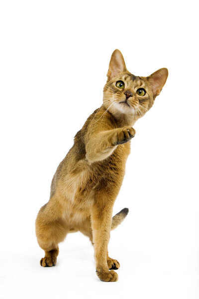 Abyssinian Domestic Cat, Adult playing against White Background  