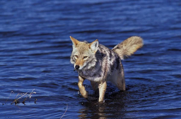 Kojote Canis Latrans Erwachsener Der Aus Dem Wasser Auftaucht Montana — Stockfoto