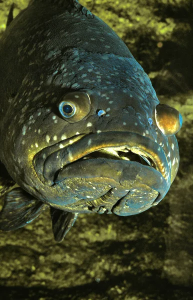 Merou Gigante Epinephelus Lanceolatus Adulto —  Fotos de Stock