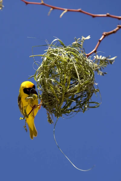 Southern Masked Weaver Ploceus Velatus Homme Travaillant Sur Nest Namibie — Photo