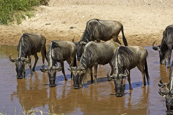 Blue Wildebeest Connochaetes Inrinus Стада Пьющие Water Hole Парк Масаи — стоковое фото