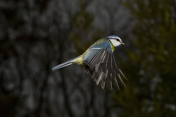 Blue Tit Parus Caeruleus Adulte Vol Normandie — Photo