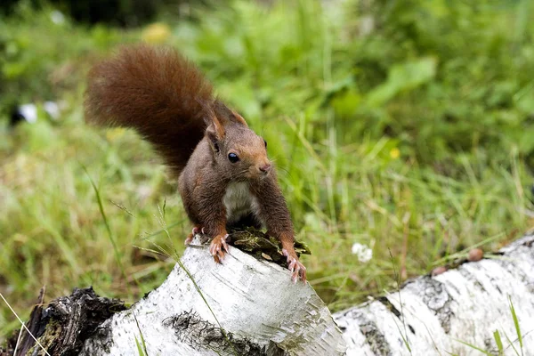 Rotes Eichhörnchen Sciurus Vulgaris Erwachsener Auf Zweig Stehend Normandie — Stockfoto