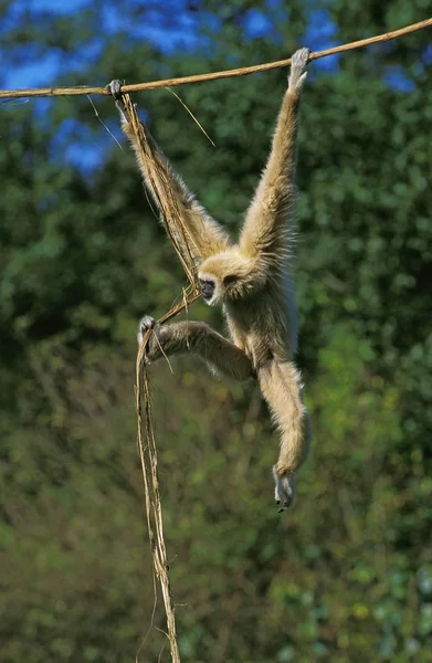 Gibbon Mano Blanca Cuello Hylobates Colgante Femenino Liana —  Fotos de Stock