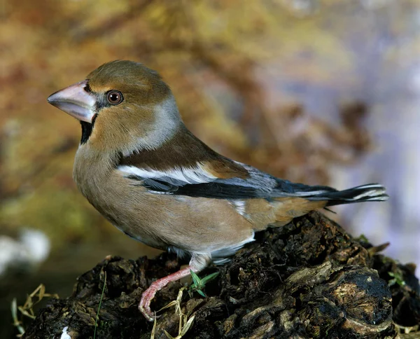 Hawfinch Coccothraustes Coccothraustes Branch Álló Férfi — Stock Fotó