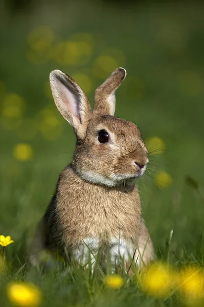 Conejo Europeo Conejo Silvestre Oryctolagus Cuniculus Adulto Pie Flores Amarillas — Foto de Stock