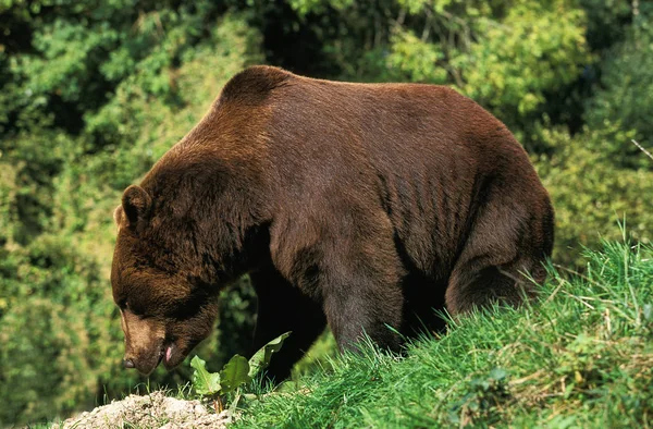 Medvěd Hnědý Ursus Arctos Dospělý — Stock fotografie
