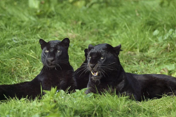 Черная Пантера Пантера Пардус Взрослые Лежащие Траве — стоковое фото
