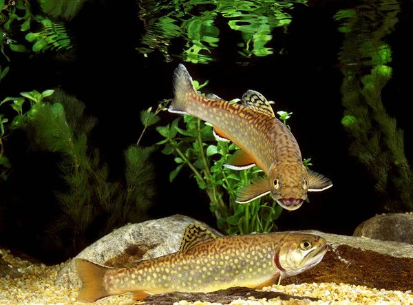 Brook Trout Salvelinus Fontinalis Dorośli — Zdjęcie stockowe