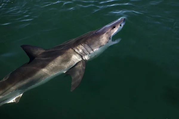 Grande Tubarão Branco Carcharodon Carcharias Adulto Superfície Baía Falsa África — Fotografia de Stock