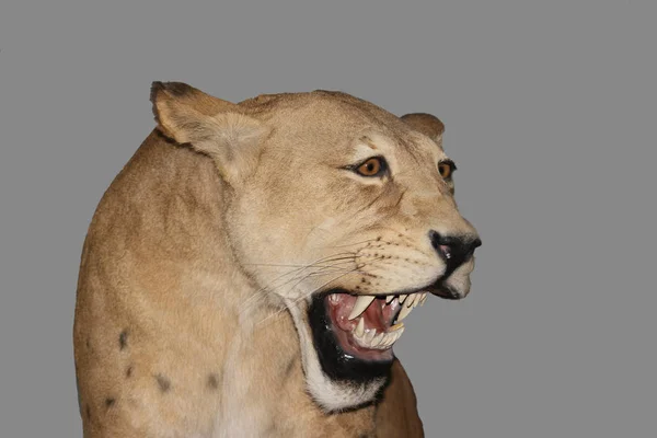 Scimitar Cat Soro Homotherium Sabre Dentado Cat Tornou Extinto 000 — Fotografia de Stock