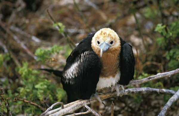 Prächtiger Fregattvogel Fregata Magnificens Unreif Auf Zweig Stehend Mexiko — Stockfoto