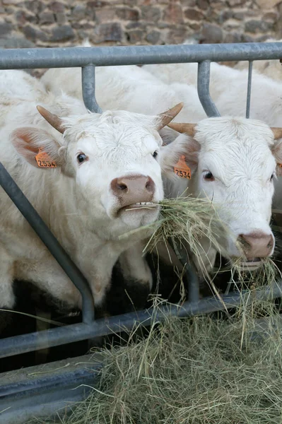 Charolais Ganado Grupo Comiendo Heno —  Fotos de Stock