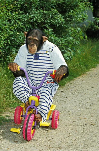 Chimpancé Trogloditas Pan Animales Disfrazados Bicicleta — Foto de Stock