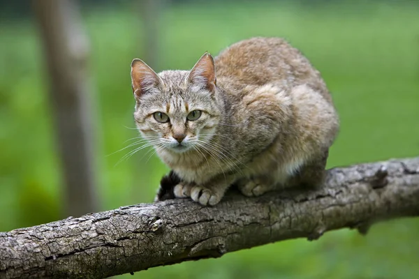 African Wildcat Felis Silvestris Lybica Взрослый Стоящий Ветке — стоковое фото