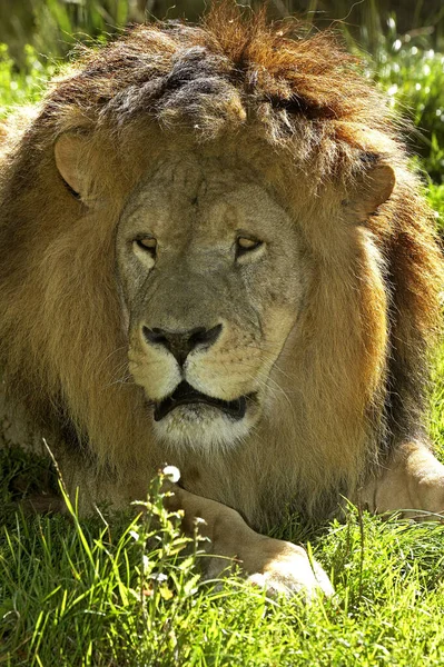 Afrikaanse Leeuw Panthera Leo Mannenportret — Stockfoto