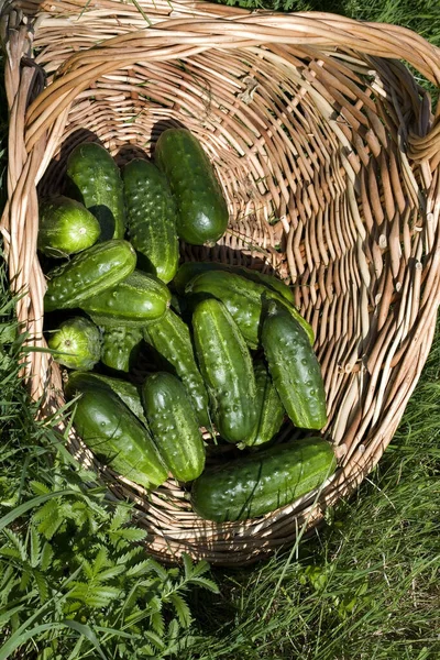 Gherkin Atau Pickle Mentimun Sativus Taman Normandia — Stok Foto