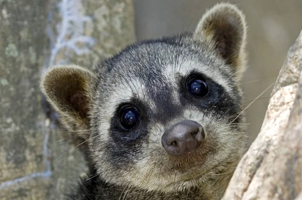 Raccoon Procyon Cancrivorus Portrait Adult Los Lianos Venezuela — стокове фото