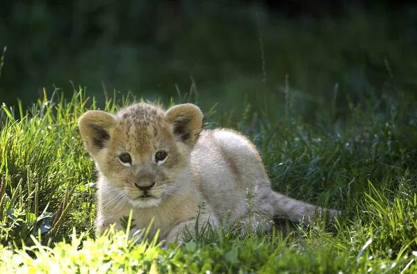 León Africano Pantera Leo Cachorro Tendido Sobre Hierba — Foto de Stock