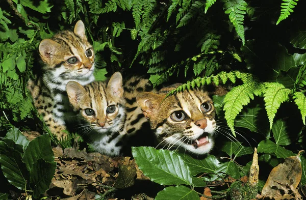 Gato Leopardo Prionailurus Bengalensis Fêmea Com Filhote — Fotografia de Stock